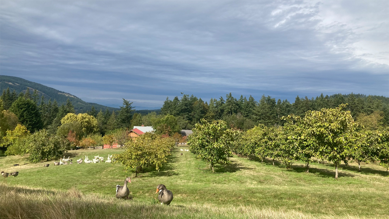 orchard in fall